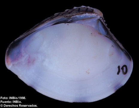 Image of <i>Chione subrugosa</i>