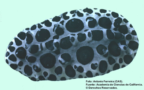 Image of Ceratophyllidia Eliot 1903