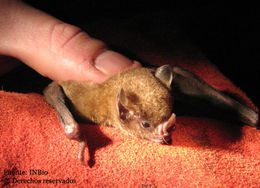 Image of short-tailed fruit bat