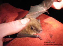 Image of short-tailed fruit bat