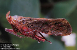 Image de Copidocephala viridiguttata Stål 1869