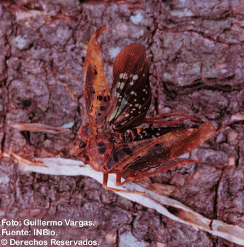 Image of Copidocephala viridiguttata Stål 1869