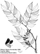 Image of Copaifera aromatica Dwyer