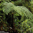 Image of <i>Cyathea albomarginata</i> R. C. Moran