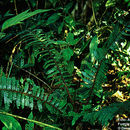 Cyathea ursina (Maxon) Lellinger resmi