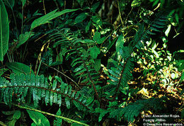 Image of Cyathea ursina (Maxon) Lellinger