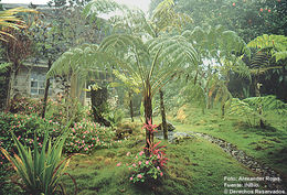 صورة Cyathea bicrenata Liebm.