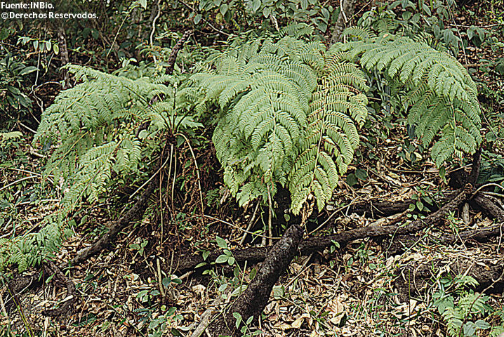 Image of Cyathea costaricensis (Mett. ex Kuhn) Domin