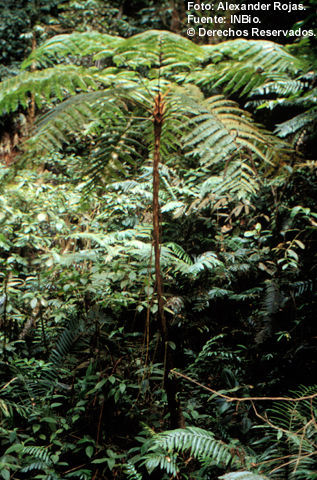 Image of Cyathea copelandii Kuhn & Luerss.