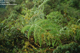 Image of Cyathea gracilis Griseb.