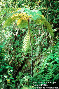 Image of Cyathea nesiotica (Maxon) Domin