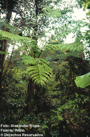 Image of Cyathea nigripes (Presl) D. Domin