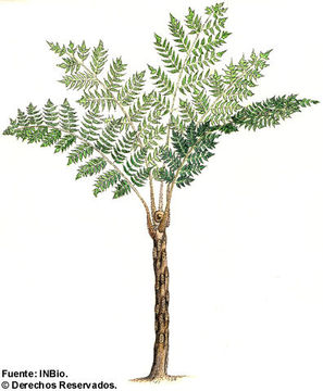 Image of Cyathea nodulifera R. C. Moran