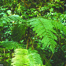 Image of Cyathea notabilis Domin