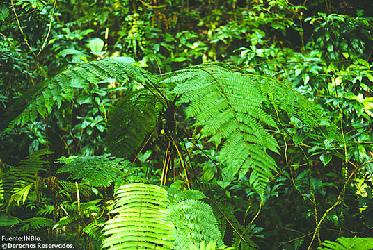 Image of Cyathea notabilis Domin