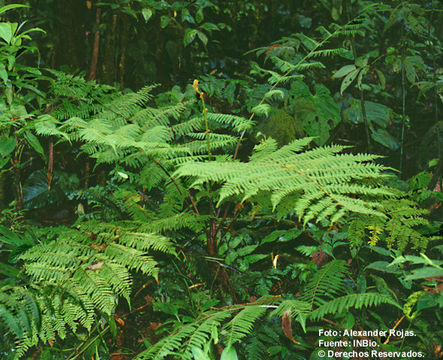 Cyathea pinnula (Christ) R. C. Moran resmi