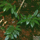 Imagem de Cyathea stolzei A. R. Sm. ex Lellinger