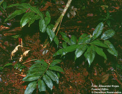 Image of Cyathea stolzei A. R. Sm. ex Lellinger