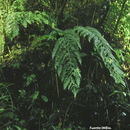 Image of <i>Cyathea macrosora</i> var. <i>reginae</i> (P. G. Windisch) A. R. Sm.