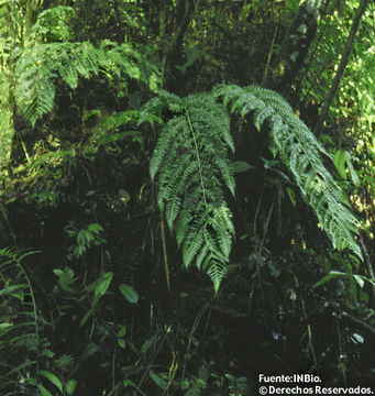 Image of <i>Cyathea macrosora</i> var. <i>reginae</i> (P. G. Windisch) A. R. Sm.