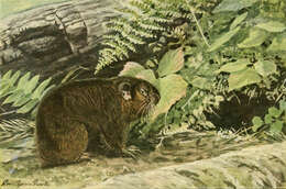 Image of Aplodontia Richardson 1829