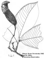 Image of Fine-leaf Wadara