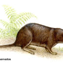 Image of Talamancan Small Eared Shrew