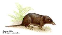 Image of Talamancan Small Eared Shrew