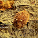 Image of Doriopsilla janaina Er. Marcus & Ev. Marcus 1967