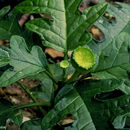 Image of Dorstenia choconiana S. Wats.