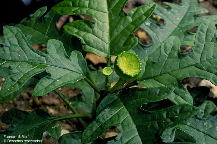 Image of Dorstenia choconiana S. Wats.