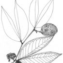 Image of Cynometra hemitomophylla (Donn. Sm.) Britton & Rose