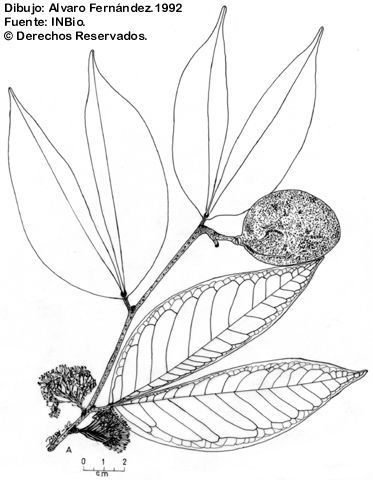 Image of Cynometra hemitomophylla (Donn. Sm.) Britton & Rose