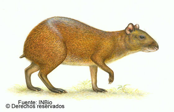 Image of Central American Agouti