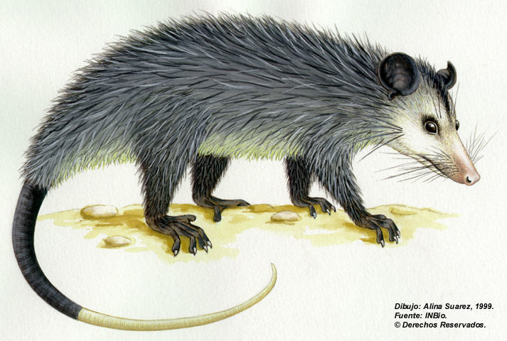 Image of American opossums and opossums