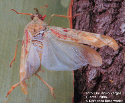 Image de Enchophora rosacea Distant 1887