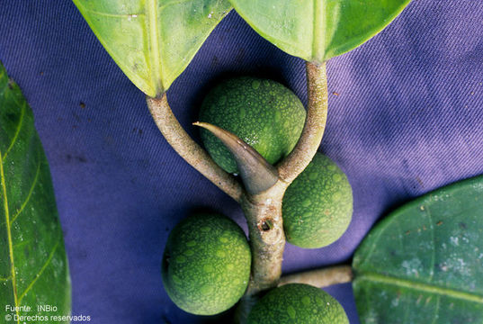 Imagem de Ficus tonduzii Standl.