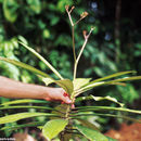 Image de Euphorbia sinclairiana Benth.