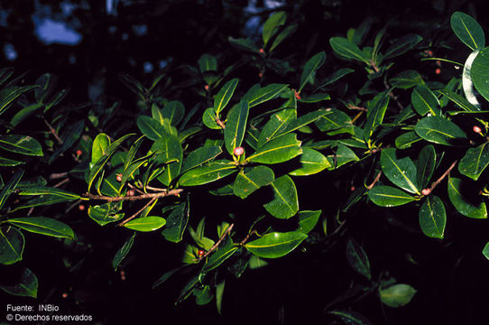 Sivun Ficus americana Aubl. kuva