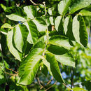 Image of Forsteronia spicata (Jacq.) G. F. W. Mey.