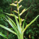 Image of Guzmania scandens H. Luther & W. J. Kress