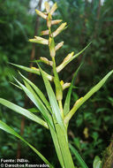 Image of Guzmania scandens H. Luther & W. J. Kress