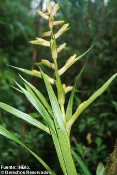 Image of Guzmania scandens H. Luther & W. J. Kress