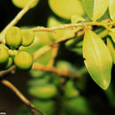 Sivun Guatteria oliviformis Donn. Sm. kuva