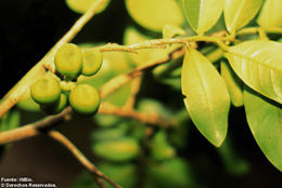 Imagem de Guatteria oliviformis Donn. Sm.