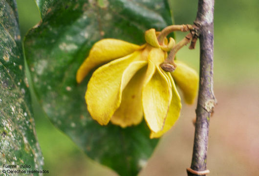 Imagem de Guatteria cardoniana R. E. Fr.