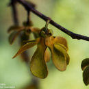 Guatteria cardoniana R. E. Fr. resmi