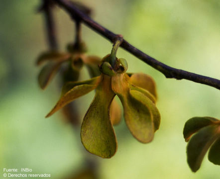 Guatteria cardoniana R. E. Fr.的圖片