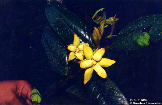 Image of Guatteria talamancana N. Zamora & Maas