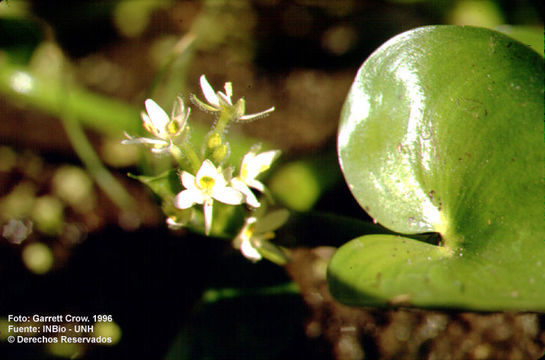 Image of kidneyleaf mudplantain